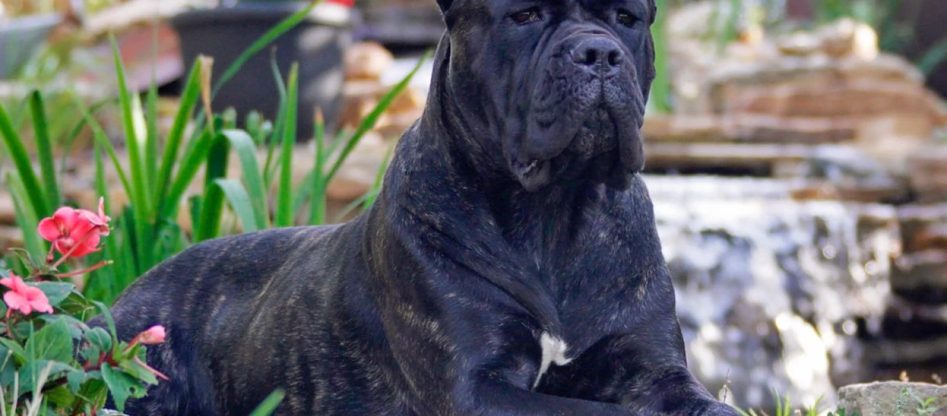 Cane Corso: Ο τέλειος... σωματοφύλακας